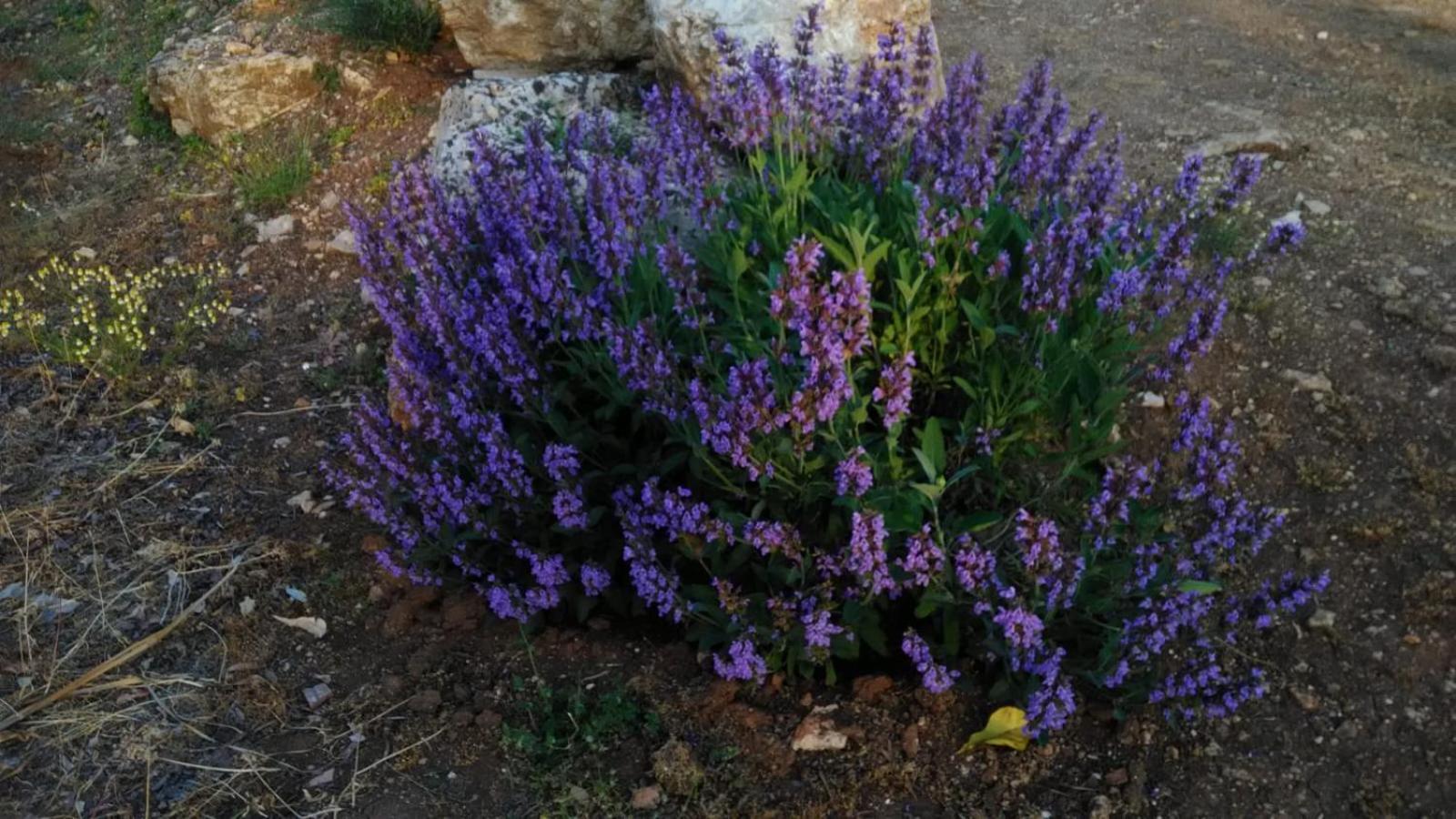 Oleum Otel Mesagne Dış mekan fotoğraf